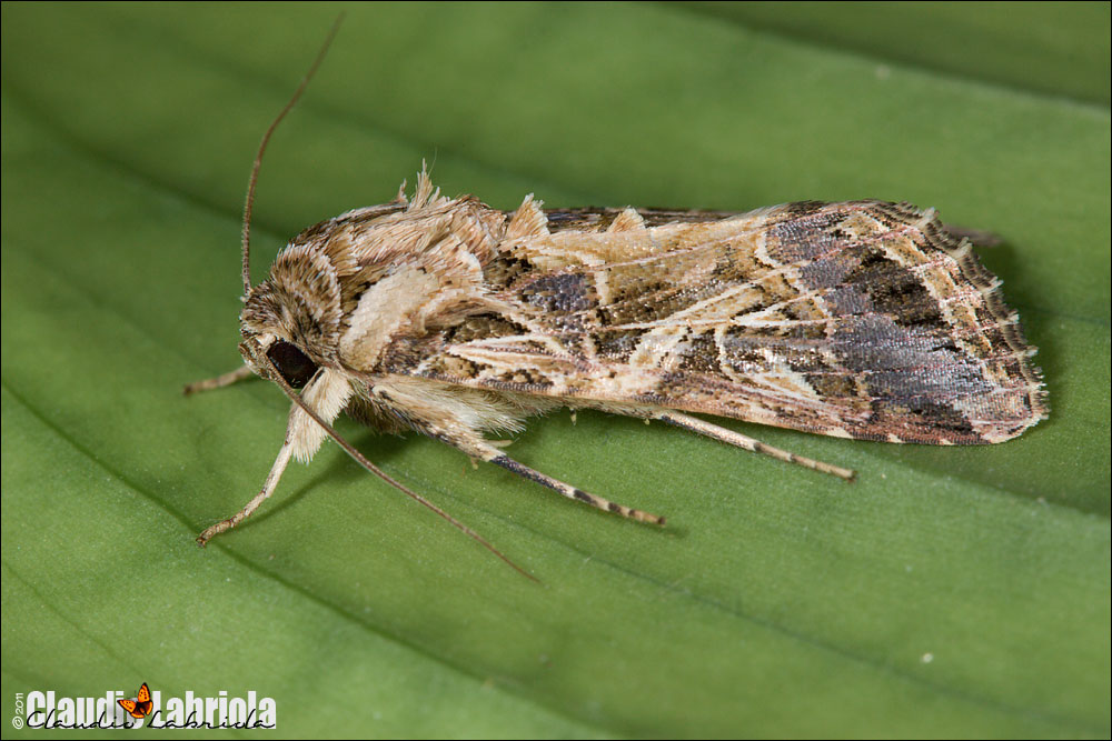 Spodoptera littoralis (Boisduval, 1833)