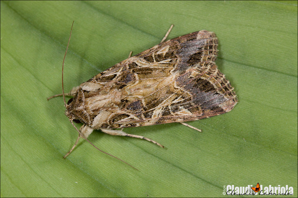 Spodoptera littoralis (Boisduval, 1833)