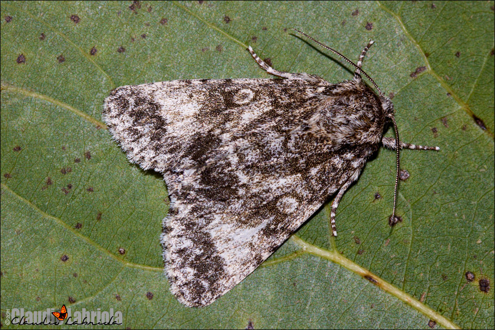 Subacronicta megacephala ([Denis & Schiffermller], 1775)