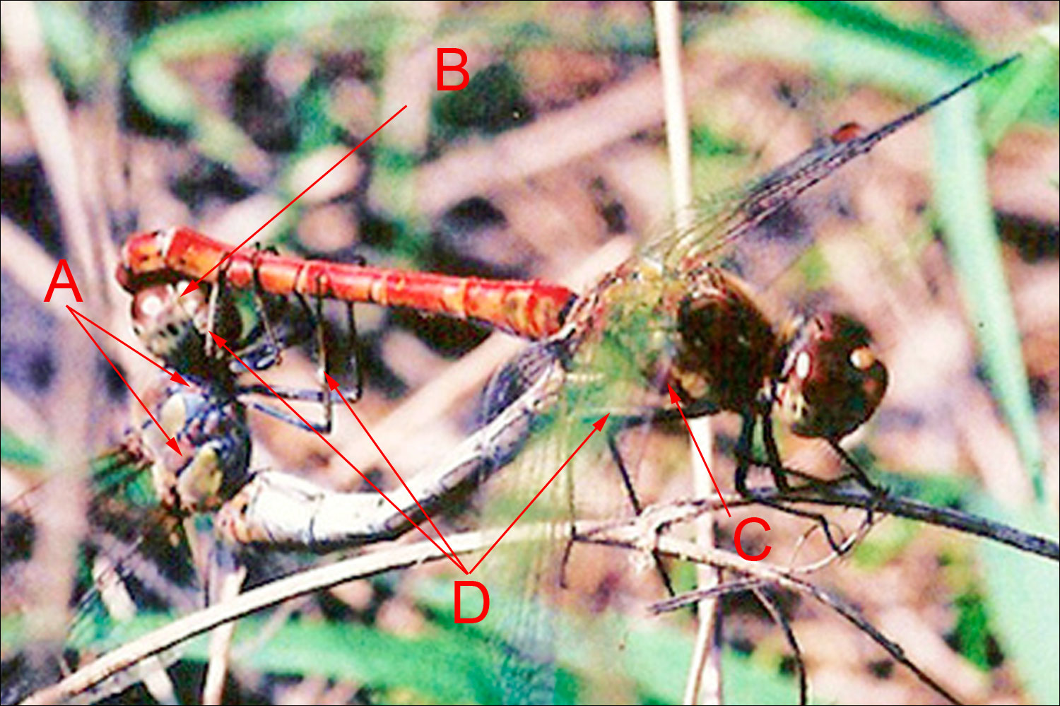libellula 3: copula di Sympetrum... probabile striolatum