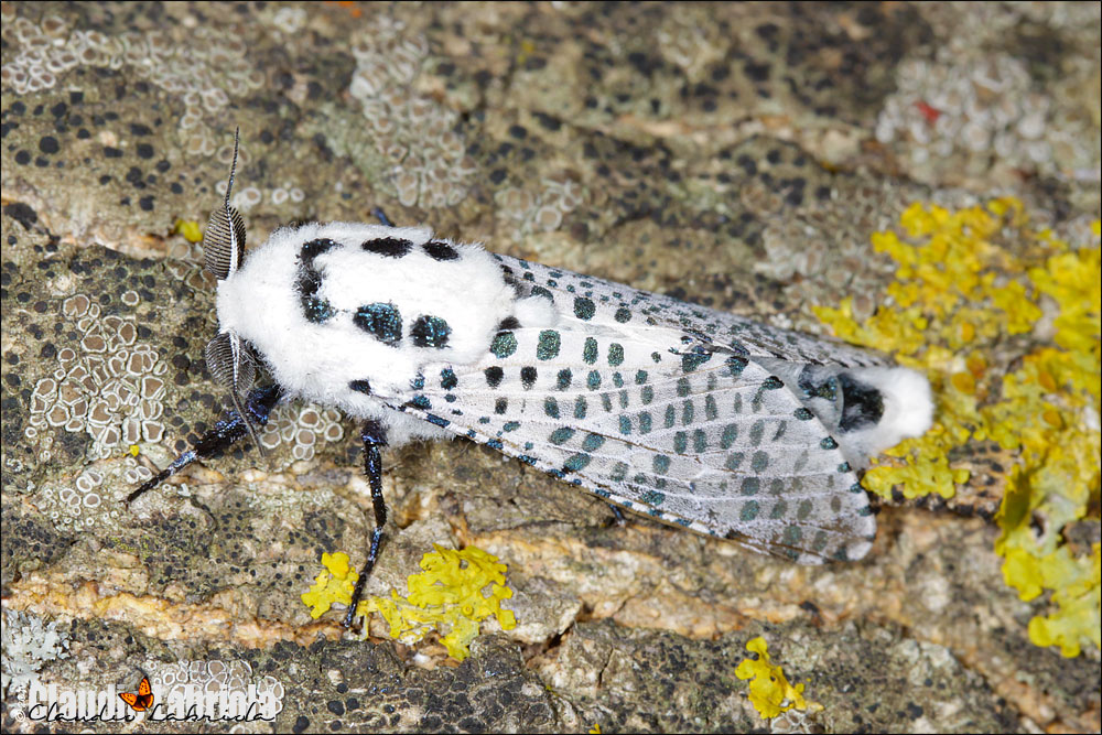 Zeuzera pyrina (maschio)