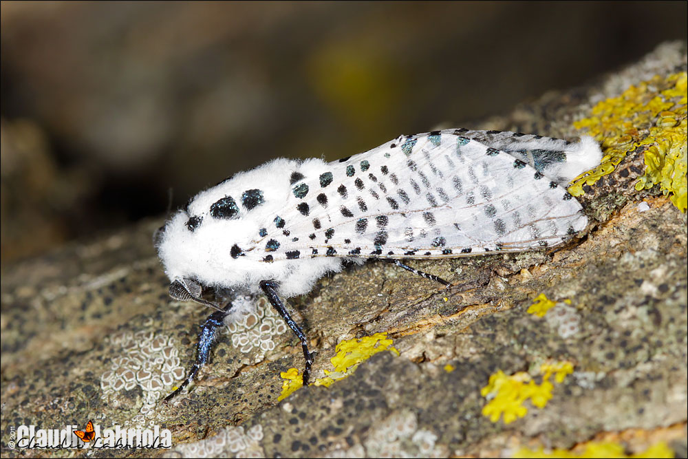 Zeuzera pyrina (maschio)