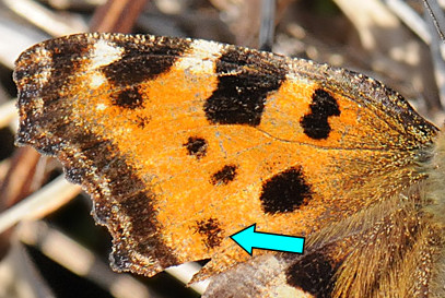 A. urticae vs. N. polychloros