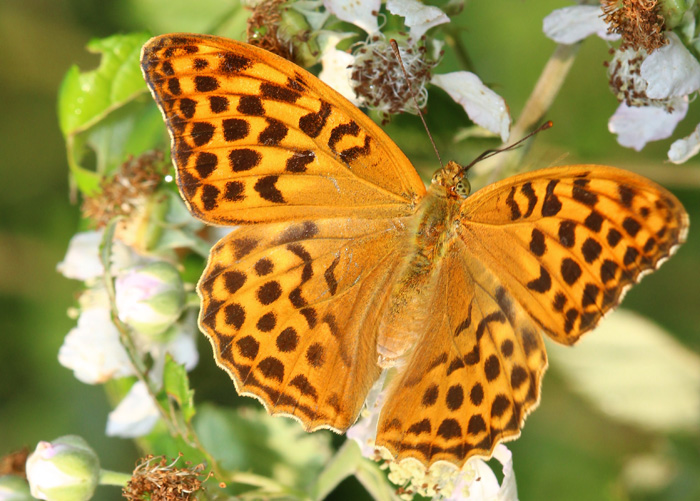 farfalla - Argynnis (Argynnis) paphia (f. valesina)
