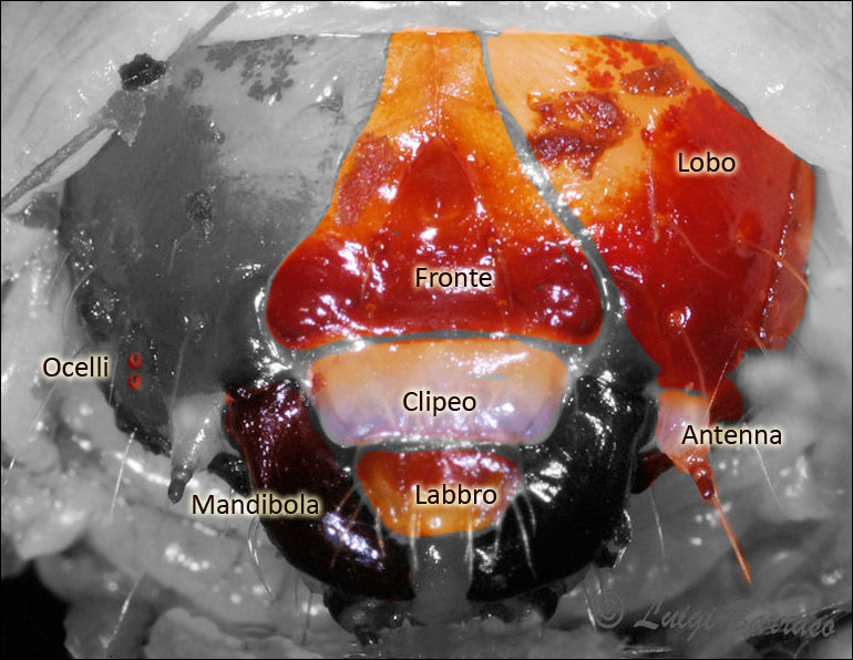 quiz vecchia maniera