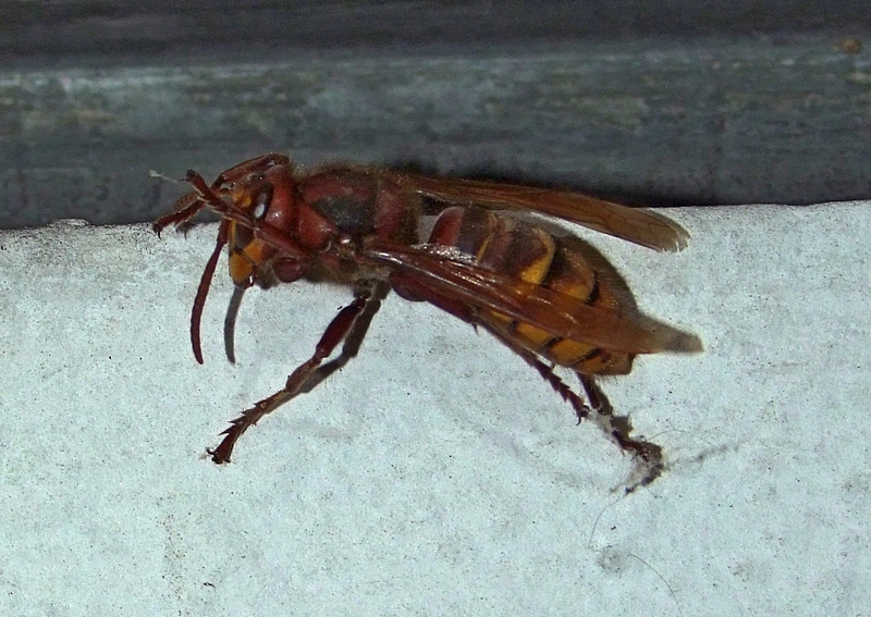 Vespa grande notturna: Vespa crabro attirata dalle luci