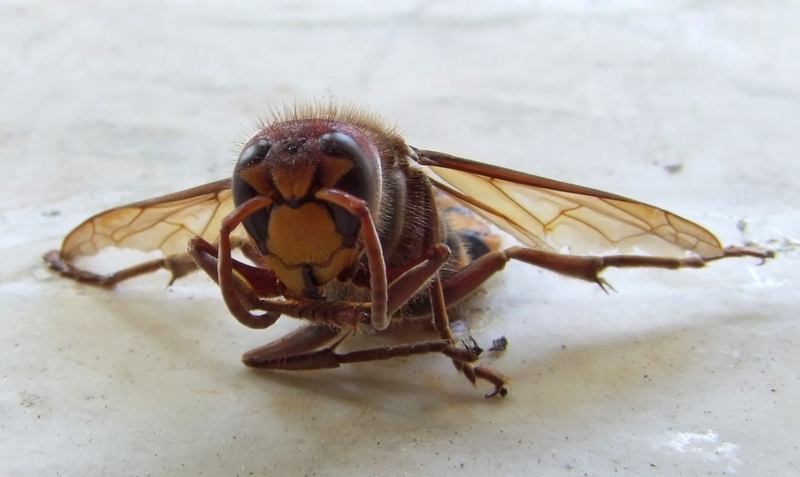 Vespa grande notturna: Vespa crabro attirata dalle luci