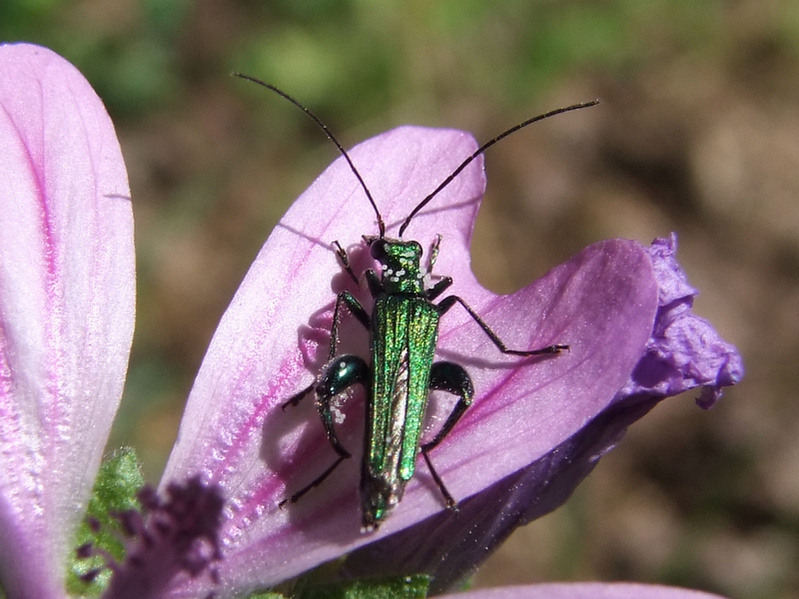Verde iridescente: maschio di Oedemera nobilis?: