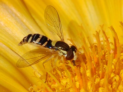 macro le prime soddisfazioni