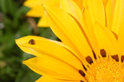 macro le prime soddisfazioni