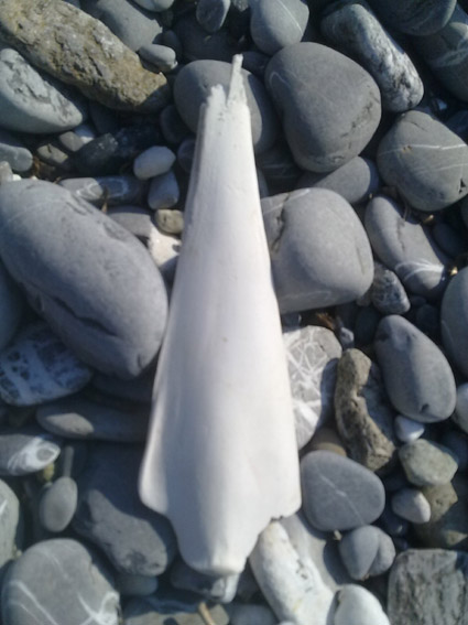 Osso misterioso sulla spiaggia