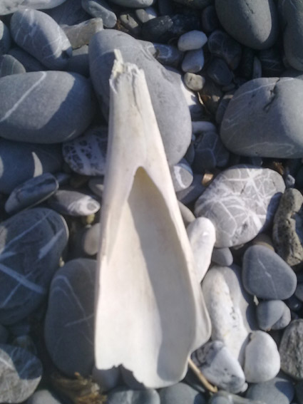 Osso misterioso sulla spiaggia