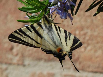 macro le prime soddisfazioni