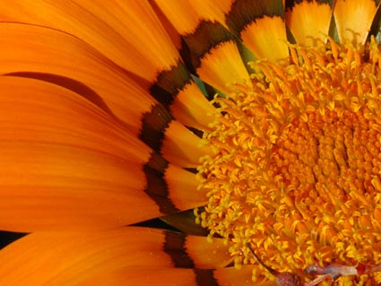 macro le prime soddisfazioni