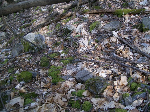 palchi raccolti