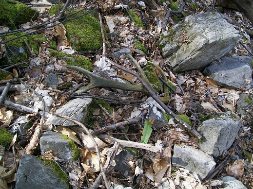 palchi raccolti