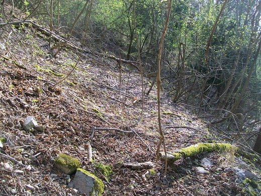 palchi raccolti