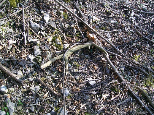 palchi raccolti