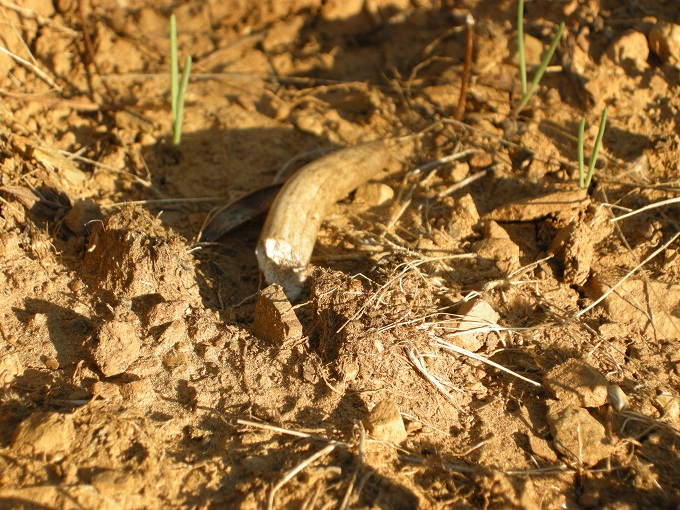 palchi raccolti