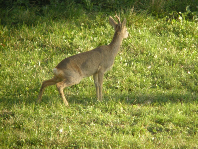ungulati nelle prealpi comasche