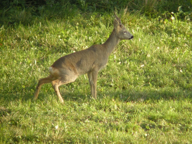 ungulati nelle prealpi comasche