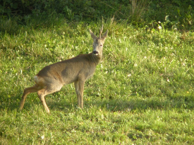ungulati nelle prealpi comasche
