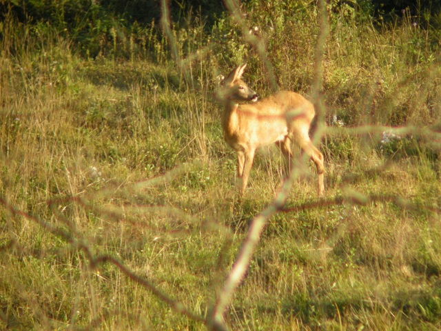 ungulati nelle prealpi comasche