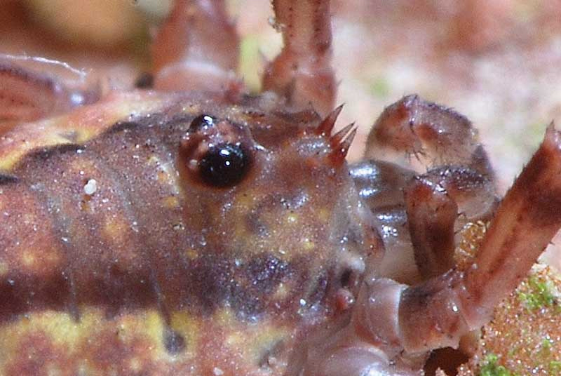 Opiliones d''Italia: elenco, fotografare, specie simile, ecc.