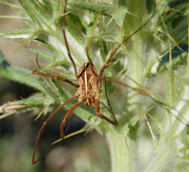 Opiliones d''Italia: elenco, fotografare, specie simile, ecc.