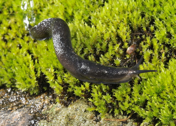 Limax erythrus  Bourguignat 1864