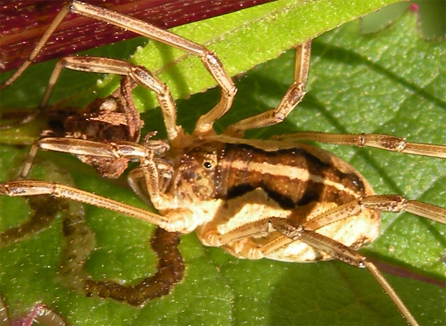 Opiliones d''Italia: elenco, fotografare, specie simile, ecc.