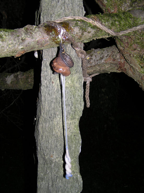 Limax aldrovandi Moquin-Tandon 1855 vic. Parco Orechiella (LU)