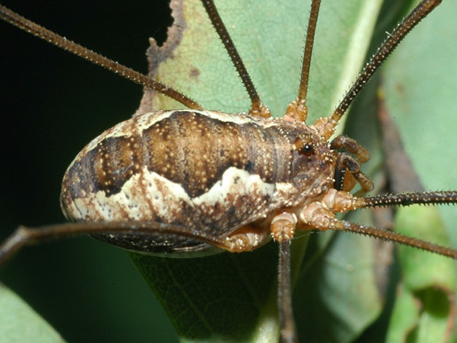 Opiliones d''Italia: elenco, fotografare, specie simile, ecc.