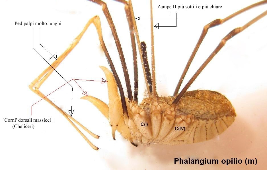 Opiliones d''Italia: elenco, fotografare, specie simile, ecc.