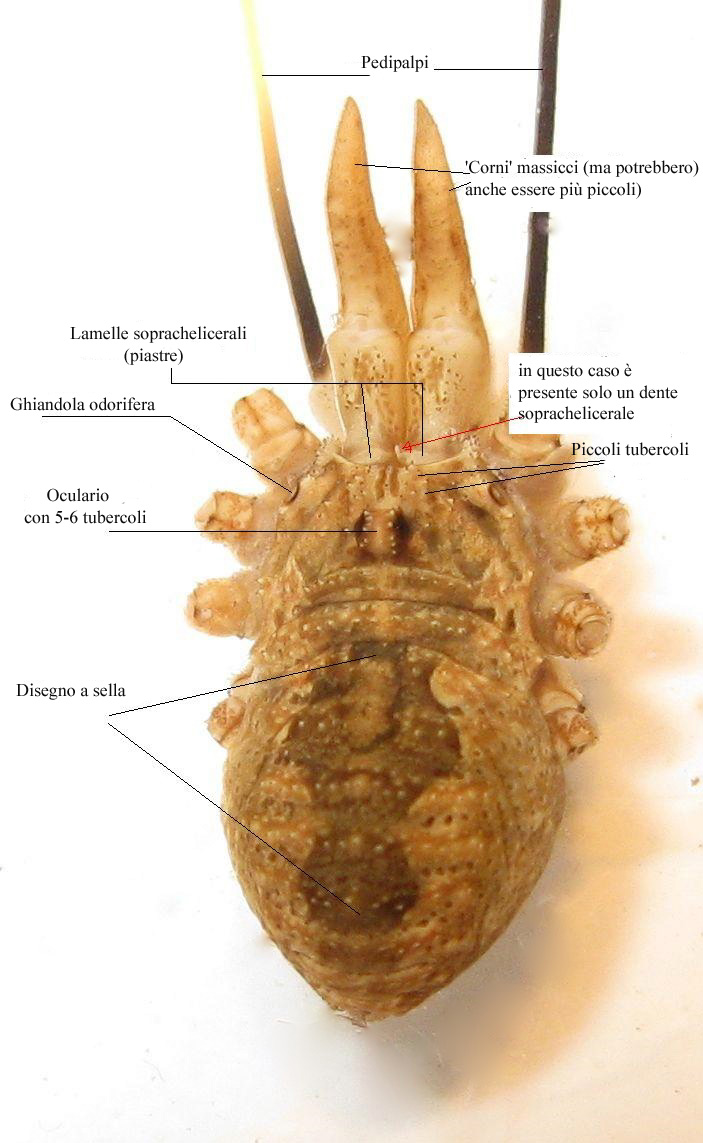 Opiliones d''Italia: elenco, fotografare, specie simile, ecc.