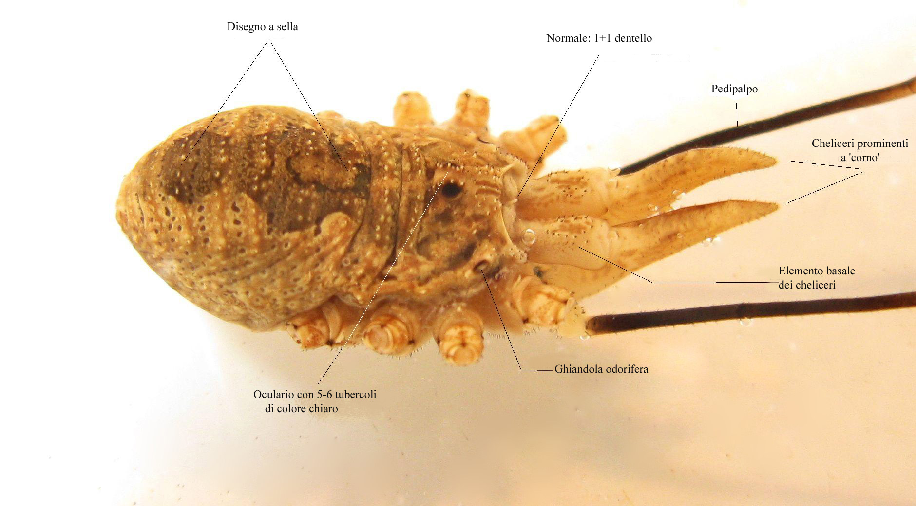 Opiliones d''Italia: elenco, fotografare, specie simile, ecc.