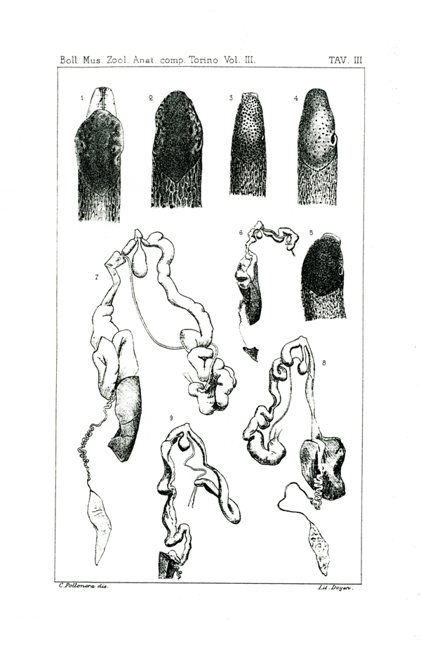 Limax polipunctatus Pollonera 1888