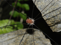 Opiliones d''Italia: elenco, fotografare, specie simile, ecc.