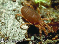 Opiliones d''Italia: elenco, fotografare, specie simile, ecc.