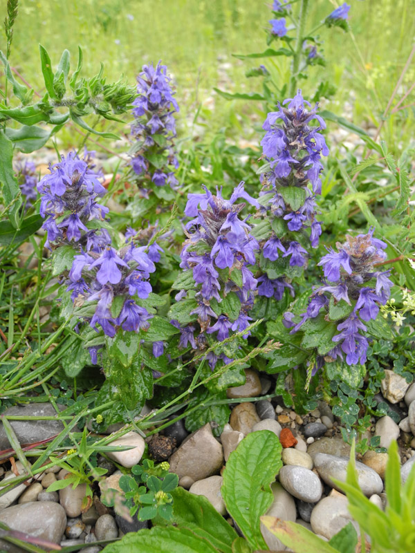 Ajuga genevensis Linnaeus