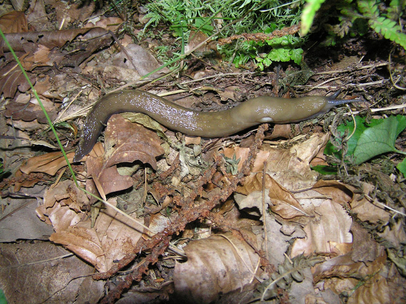 Limacidae (L. alpinus) della Val Sesia (VC)