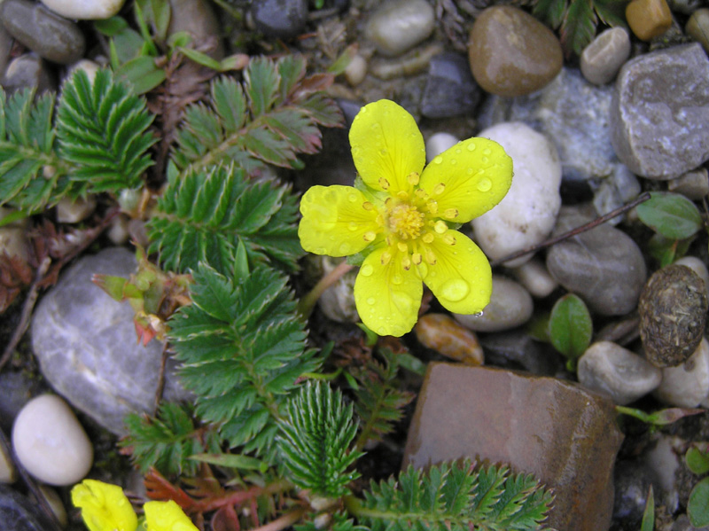 Potentilla anserina Linnaeus