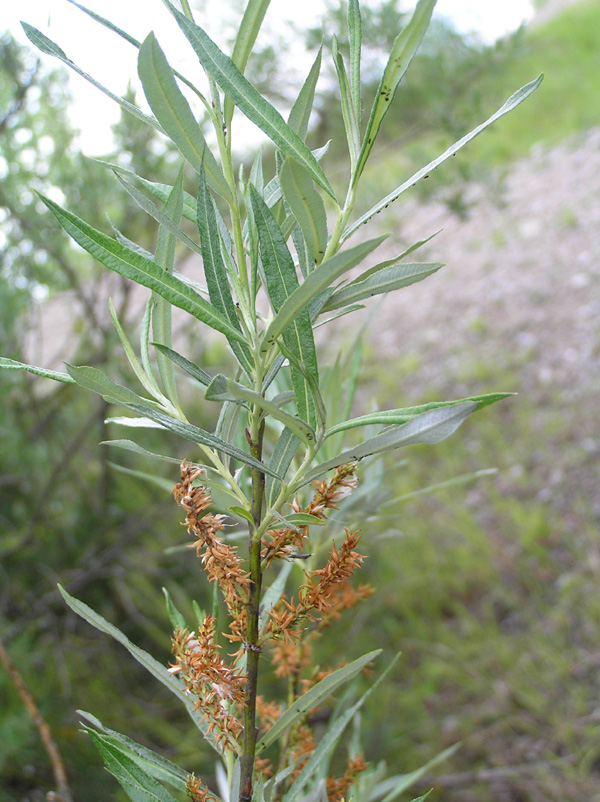 Salix eleagnos / Salice ripaiolo