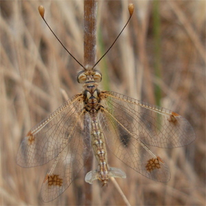 Le Ascalaphidae del Mediterraneo