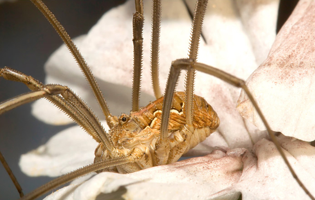 Opiliones d''Italia: elenco, fotografare, specie simile, ecc.