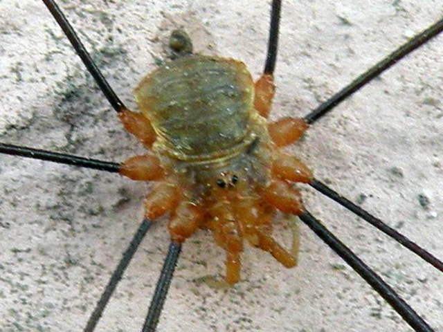 Opiliones d''Italia: elenco, fotografare, specie simile, ecc.