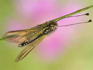 Le Ascalaphidae del Mediterraneo