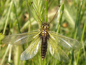 Le Ascalaphidae del Mediterraneo