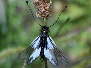 Le Ascalaphidae del Mediterraneo