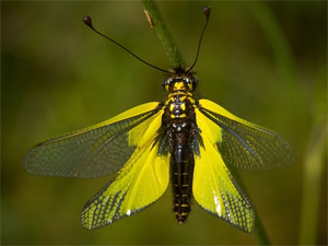 Le Ascalaphidae del Mediterraneo